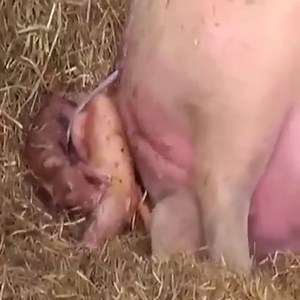 Amazing video of the mother pig giving birth and the super cute piglets 🥰 Join my group :👉👉👉 Animals Kingdom 👈👈👈 Thank you so much 😍 | KOI Cooking Street