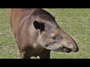 Brazilian Tapir
