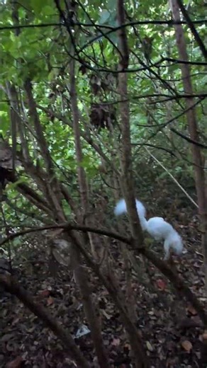 🎵🎶White Squirrel and Wood Pigeon. #nature #squirrel #birds