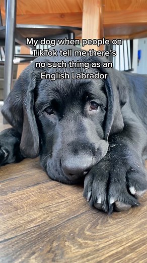 Someone in my comments responded to one of these people saying just think of it like slang: English Labrador is slang for show-line lab. American Labrador is slang for working-line lab. But really the tiktok algorithm has no idea what a show-line labrador is so I’m going to stick with English Labrador. K thanks 😬 Follow if you love English Labs ❤️ #dog #puppy #labrador #englishlab #showlab #showdog #americanlabrador #workinglabrador #workingdog #dogbreeds #akc #doglover #dogmom #dogdad #adoptor