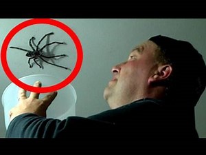 The Wrong Way To Catch a Giant Huntsman Spider
