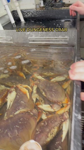 World Record Biggest Dungeness Crab - Live Seafood Experience