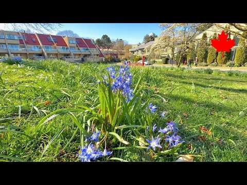 【Vancouver 2026】🇨🇦 1 Minute -Charleson Park 17-🌸