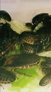 #cockroach (time lapse)