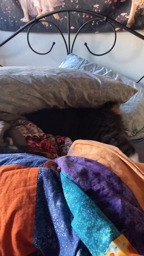 he built himself a fort #manx #manxcat #kitty #cat #sweetlilman #myson #fyp #foryou | Drums of Fiction