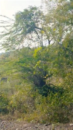 Short video YouTube channel 🌹🌹