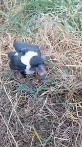 How they managed to do it, Certainly they are most intelligent birds 💕 | USA Life Time