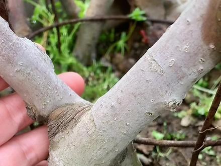 #别墅庭院植物 #海棠老桩盆景 #精品盆景 #盆景艺术分享 #抖音助农 富贵果海棠盆景造型设计