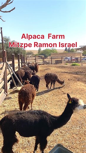 5.7K views · 323 reactions | Alpaca Farm, Mitzpe Ramon Israel… Amazing Land of Promise… | Visit Israel From Your Home | Facebook