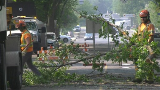 Dutch elm disease a concern in Regina