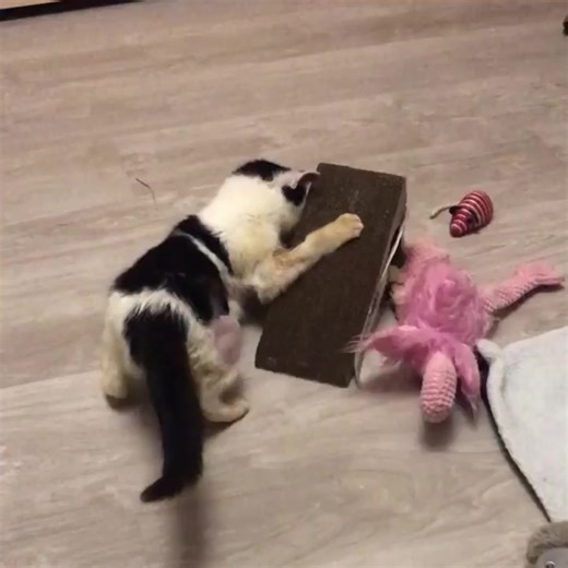Support Shelter Animals: Help Pluto Heal and Play
