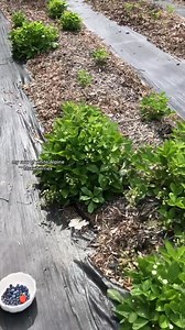 Mini berry harvest & pruning strawberries 🍓 #berries #blueberry #strawberry #pruning #harvest #garden #garden101 #gardentips #gardening #gardeningtips #Homestead #homesteadlife #homesteading #farm #farmlife #wholesome #positive #vibes #plants #greenthumb #victorygarden #veggiepatch #berrypatch #growagarden #growfood #growfoodnotlawns #comealong #comealongwithme #fyp #fypage #foryou #foryoupage #viral | Very good gardening