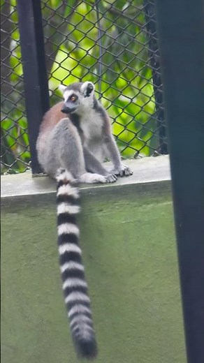 Tail Talk: Secrets of the Ring-Tailed Lemur