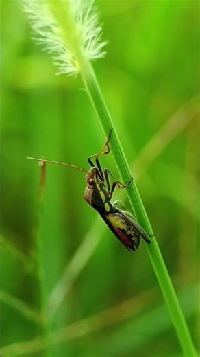 Natural close up photography with smartphone #closeup #insects #bug #smartphone #viralshorts #shorts