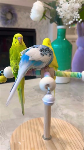 Look at my little spinner go! So cute! 🐦💫( parakeets)