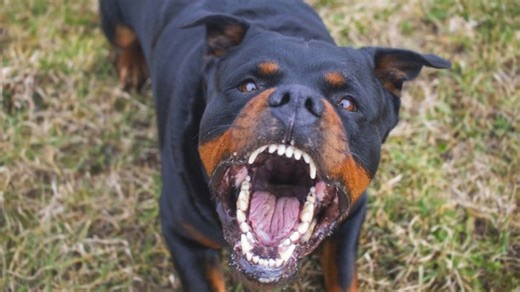 Rottweiler, 61 kg - segundos después, se lanza y lo derriba al suelo