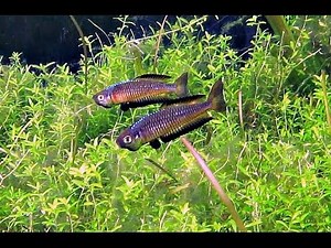 Australian Native Fish - Teewah Creek Ornate Rainbowfish Rhadinocentrus ornatus
