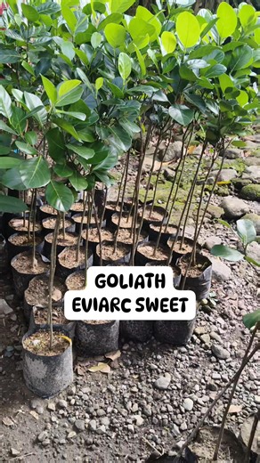 2.6K views · 39 reactions | EVIARC SWEET GOLIATH SIZE | HenPie Eviarc Sweet Jackfruit | Facebook