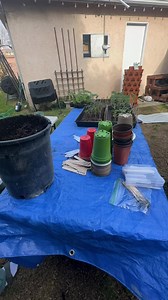 #preptok #prepper #homesteader #fypシ #homestead #prepare #beprepared #selfreliance #stockyourshelves #DIY #howto #selfreliance #homesteader #homemade #homesteadlife #prepper #beprepared #homesteadingskills #fromscratchcooking #urbanfarm #garden #gardening #prepper #growyourownfood #fallgarden #plants #realfood #howto #purposefulliving #homesteadingmama #preservation #canning #dehydrate #diy | Farmer K Homestead