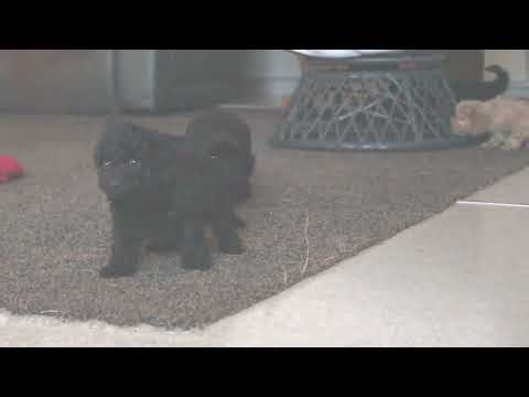 Miniature Whoodle Puppies For Sale