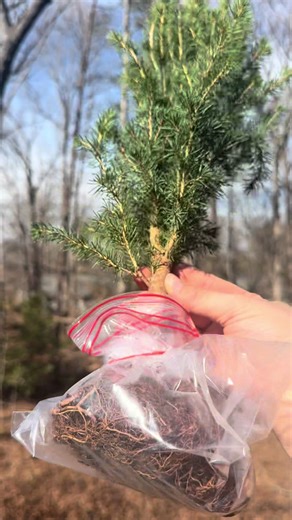 The Spruce Kingdom has answered The Empire Hidden in Willow’s call-to-arms 🧙🏻‍♂️⚔️🏴‍☠️🌳🏰 Rootbound nursery stock (dwarf alberta spruce) that was carved, painted and repotted. I have several ideas for this little fellow but first, he needs to settle in to his new vessel #wizard #spruce #bonsai #tree #plants