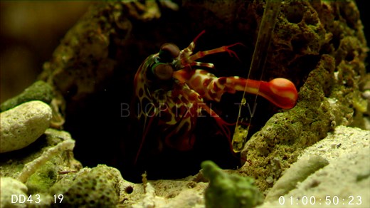 Peacock mantis shrimp strike slow motion showing cavitation bubbles filmed at 1500 fps