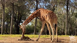 242K views · 10K reactions | Rounding out your top three stories for...