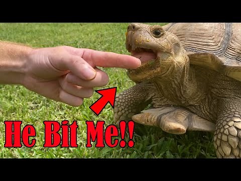 How Strong is a Sulcata Tortoise Bite??