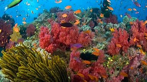 Baby Einstein - Neptune's Oceans (2012 DVD) (Spanish Version)