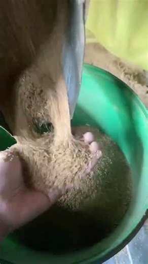 Why Walnut Shells Make the Perfect Blasting Media