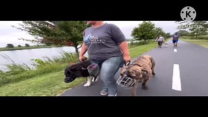 Boomer and Weston wearing their muzzles for safety while they cruise around the lake at VOA park | The Dog Wizard