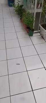 Slugs are fascinating, shell-less gastropods with 2,000–8,000 teeth on a ribbon-like tongue (radula)