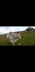 Kena le leano laore hake tsoala moshanyana Kempe kemo faole Hore le haka nfutsa ase nfutse mmele kaofela | Thaba Sefika