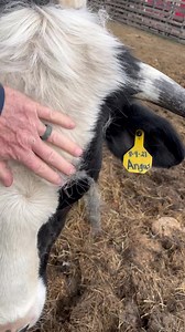 5.4K views · 153 reactions | Red Barn Country Store & Farm on Reels | Facebook