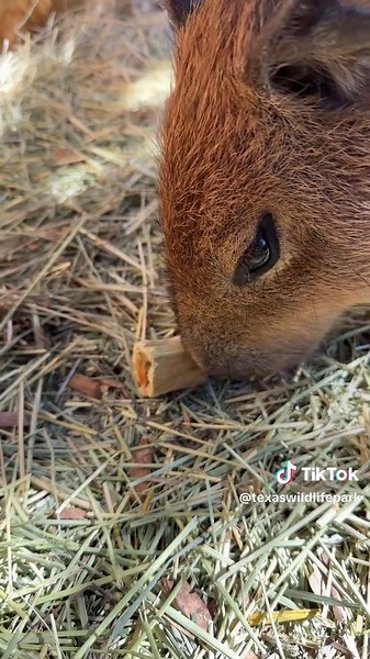 Texas Wildlife Park (@texaswildlifepark)’s videos with original sound - Texas Wildlife Park