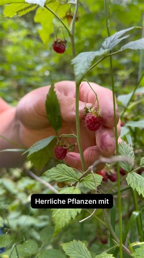Wilde Himbeeren - klein, aber fein