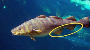 Quick facts about the Atlantic cod, a popular food fish in the North...