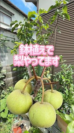 『鉢植え梨栽培』 #鉢植え梨 #梨栽培