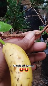 153K views · 917 reactions | memperbanyak tanaman dengan cara yg simpel menggunakan buah pisang  #airlayering #techniguest #multiplyplants #belajarbonsai #themax30cm #gerakdasar #pemula #fyp #reelschallenge #reelsfacebook #reelsvideoシ #reelstrending #reelsfbシ #reelsfbシ #reelsfypシ #fbpro #fbreelsfypシ゚viralシ #fbprofesional #fbreelsfypシ゚viralfbreelsfypシ゚viral #fbpro #fbreelsfypシ゚ #facebookpro #facebookviral #FacebookPage #facebookpost | Eggy Kemiling | Facebook