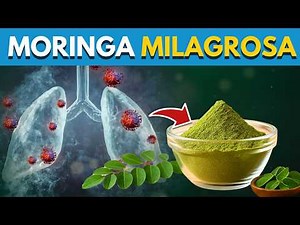 ¿CÓMO y CUÁNDO usar MORINGA para que funcione de verdad?
