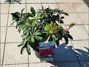 Tuto jardinage : comment planter un rhododendron