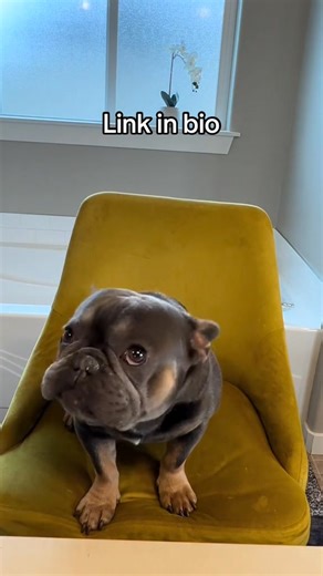 Morning routine #fblifestyle | Kash.d.frenchie