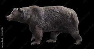 Grizzly walking realistic animation. Isolated brown bear video including an alpha channel allows to add background in post-production. Element for visual effects.