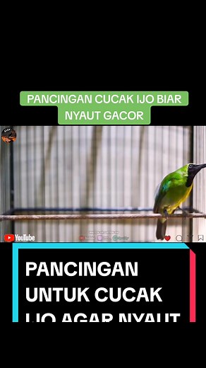 Pacingan cucak ijo agar cepat gacor dan JAMTROK #kicaumania #birds #cucakijo #cucakijogacor #cucakijobanyuwangi #cucakijobongkarisian #cucakijokalimantan #cucakijofulltembakan #cucakijoisiankasar #cucakijojantan #cucakijongentrokjambul #cucakijosumatra #masterancucakijo #cucakijojamtrok #jamtrok #cmi #CMI #cmicandymuraiindonesia #viral #shorts #trending #fyp #tahun2024 #reels #CapCut #cmi_store #trend #vibes