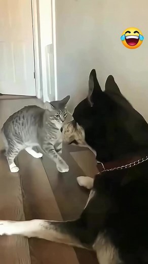 #cat#dog | Maria Paz