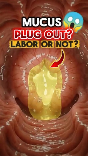 This Tiny Plug Protects Your Fetus from Infections Inside the Womb! 🤯#pregnancy #health #animation