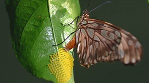 Watch what happens when a butterfly drinks blood instead of nectar