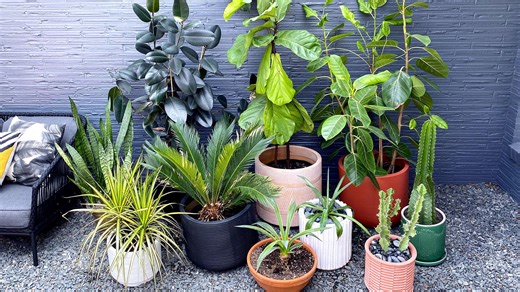 Do Rocks Provide Good Drainage for Potted Plants?