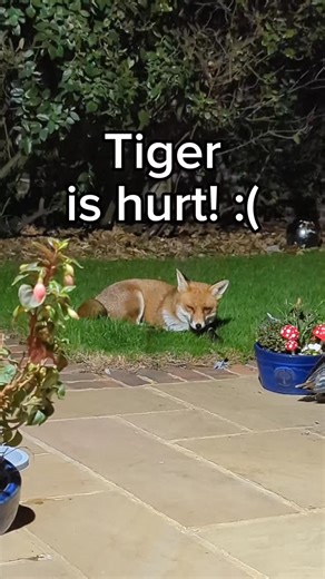 9.2K views · 3K reactions | Tiger is injured!  Autumn is dispersal...