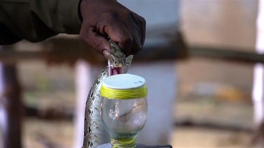 Snake video 4k 30fps UHD